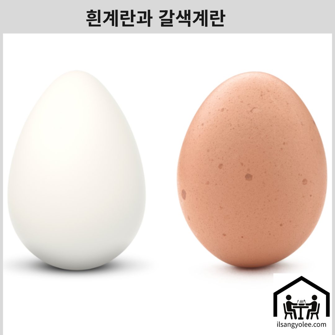 흰색 계란과 갈색계란 이미지