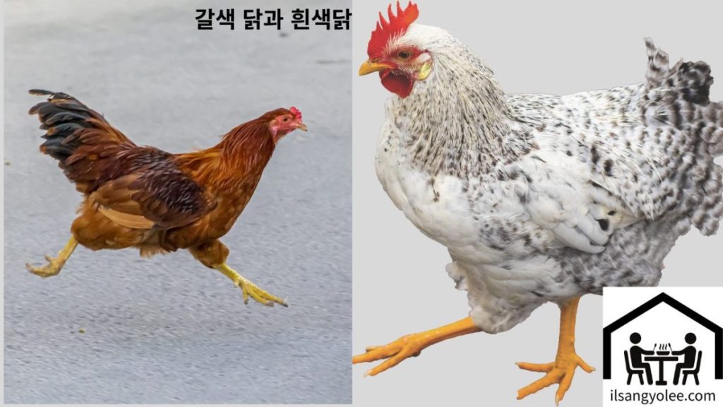 흰계란은 낳는 흰색닭과 갈색계란을 낳는 갈색닭 이미지